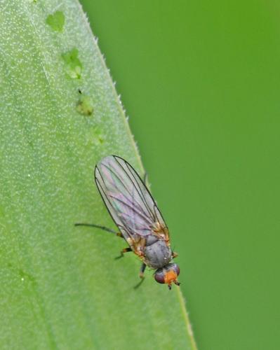 Réf. 339 155 : Phytomyza gymnostoma
